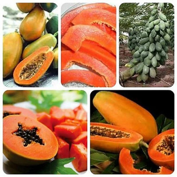 Hạt Giống Đu Đủ Ruột Đỏ F1 - Đu Đủ Năng Suất Cao Ngon Ngọt - Gói 5 Hạt