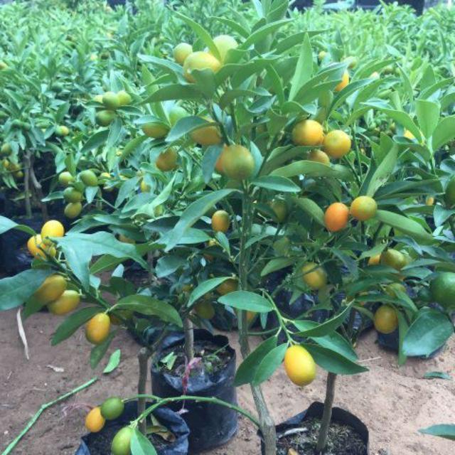 Cây giống QUẤT NGỌT - Cây giống F1