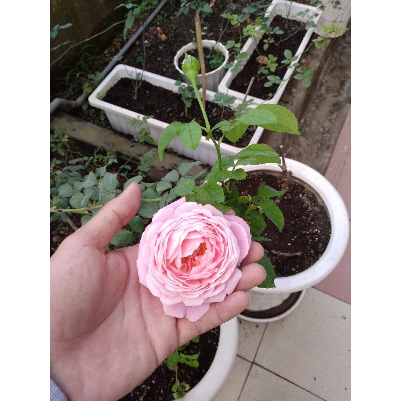 Đất Sạch Dinh Dưỡng Chuyên Dùng Trồng Rau & Hoa Potting Mix 20dm3