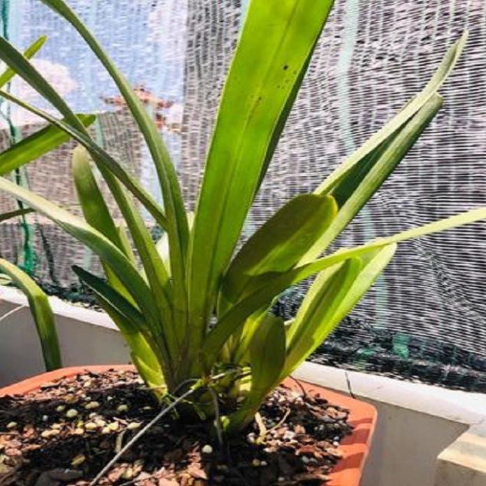 Sản Phẩm Hoa phong lan kiếm treo