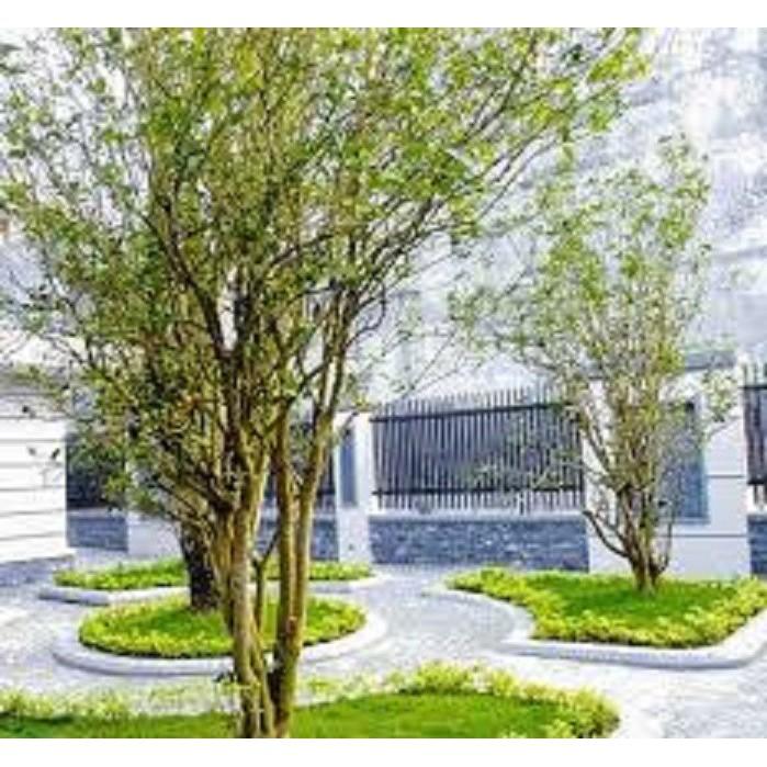 Cây hoa mộc hương ta hoa vàng- loài hoa có mùi thơm quyến rũ