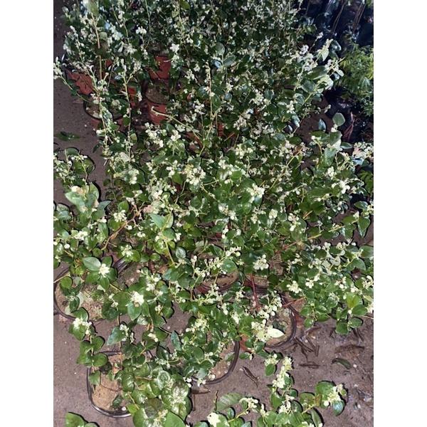 Cây việt quất tứ quý đang có nhiều hoa quả