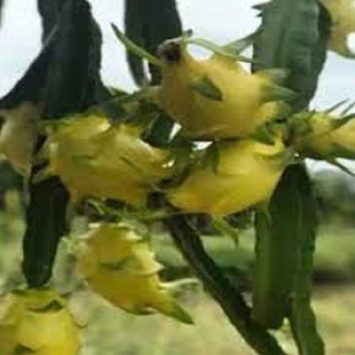 CÂY GIỐNG THANH LONG VỎ VÀNG RUỘT TRẮNG THÁI LAN SIÊU NGỌT, SIÊU QUẢ, CAM KẾT CHUẨN GIỐNG F1