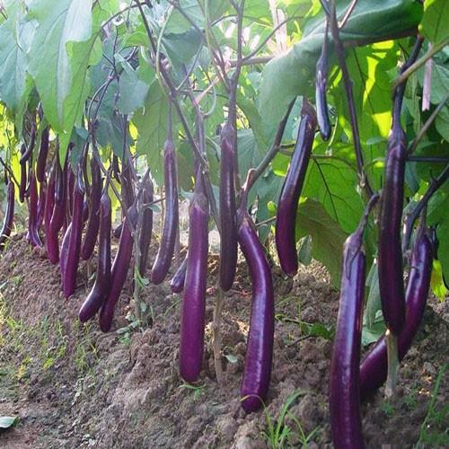 Combo 3 gói hạt giống cà tím trái siêu dài f1 -1 gói 2 gram-tặng kèm gói phân bón lót