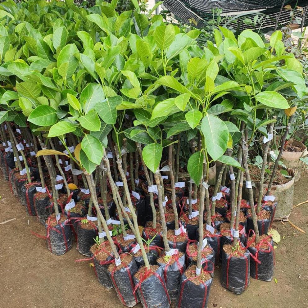 Cây giống mít tứ quý, mít thái tứ quý ra quả quanh năm