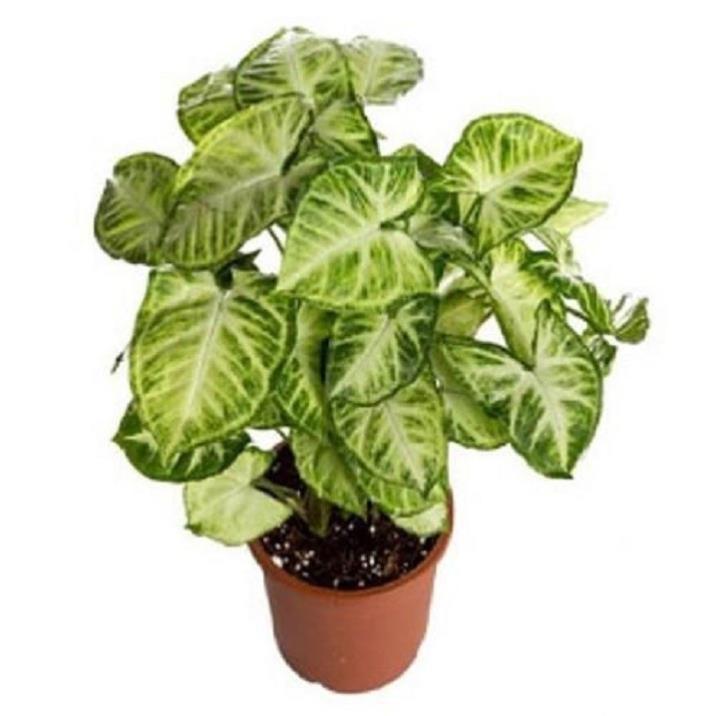 CHẬU CÂY TRÓC BẠC- CÂY TRẦU BÀ TRẮNG ,CÂY PHONG THỦY, CÂY NỘI THẤT VƯỢNG KHÍ GIA CHỦ