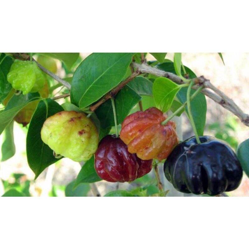 Cây Giống Cherry Surinam