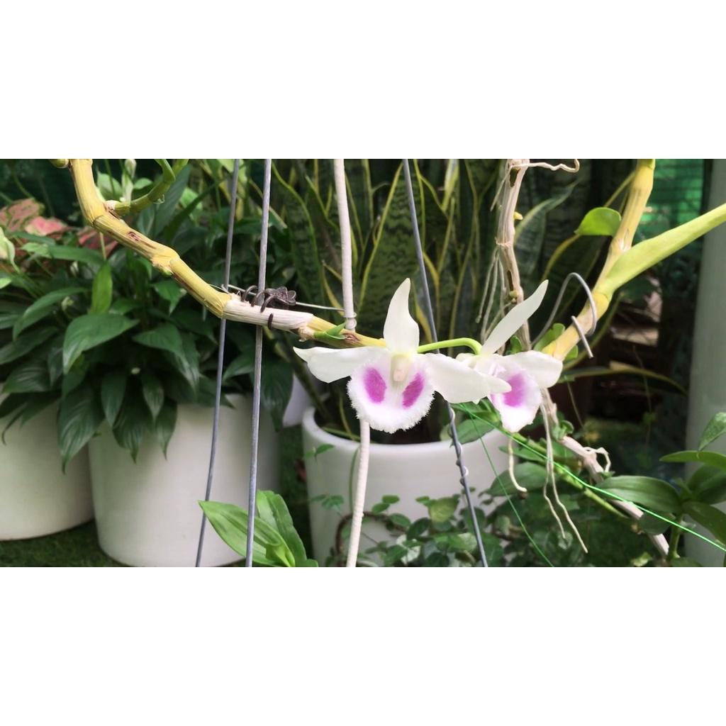 Cốc lan phi điệp đột biến 5 cánh trắng THÚY VÂN , hoa cực đẹp, cực hiếm, hàng gieo hạt, cây y hình