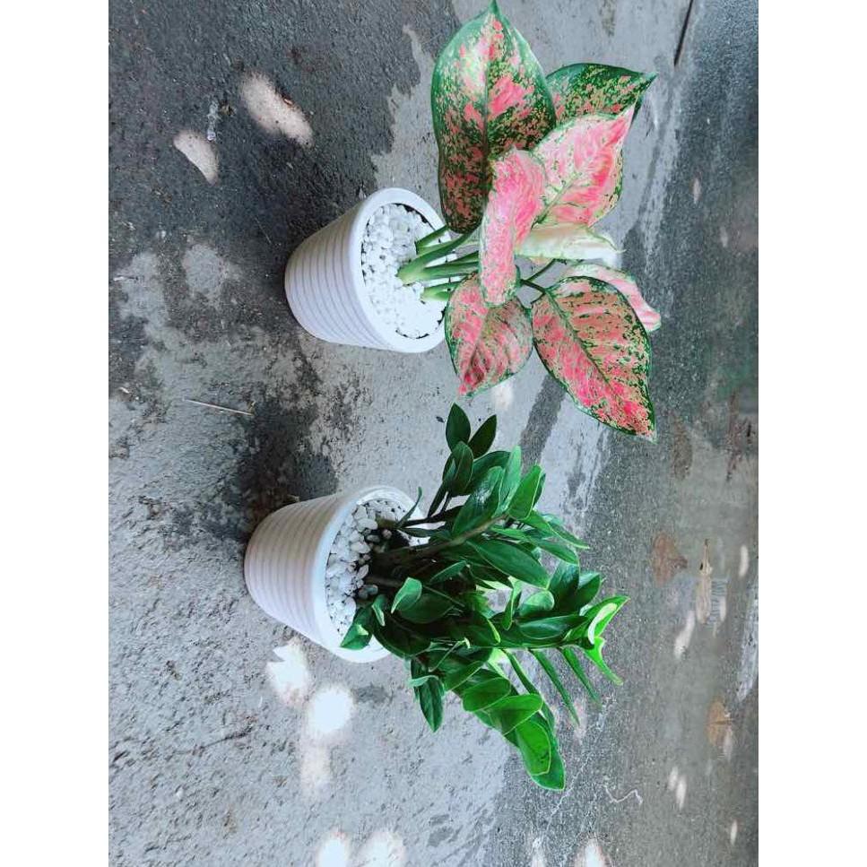 Combo 2 Chậu Vạn Lộc & Kim Tiền Bán Chạy