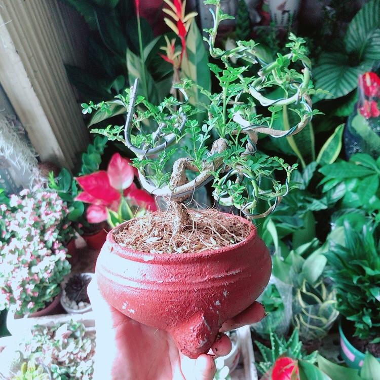 Chậu Cây Cần Thăng