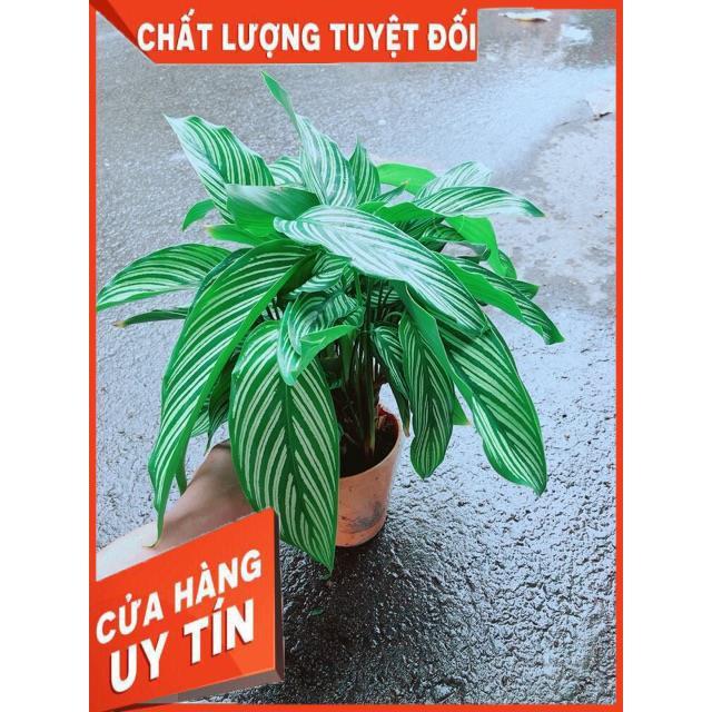 Đuôi Công Sọc Xanh