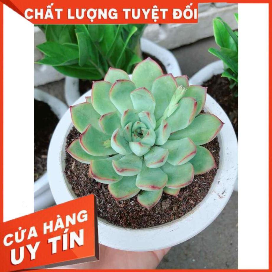 Chậu sen đá viền hồng Nhiều Người Mua