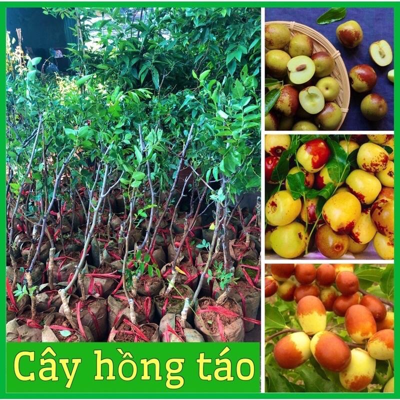 Cây hồng táo (táo tàu, táo đỏ Tân Cương) ghép cành cao 50-70 cm