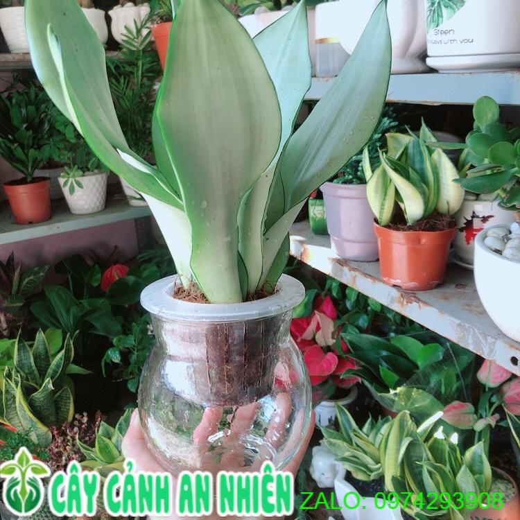 Chậu Lưỡi Hổ Bạc