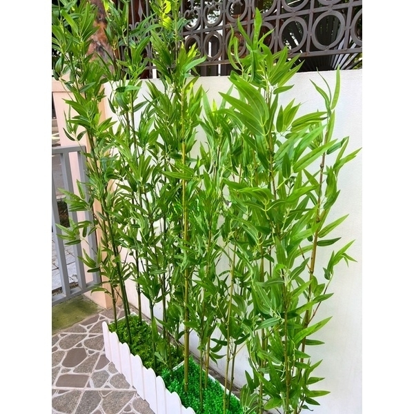 Set 30 cây trúc độ cao từ 120cm đến 200cm