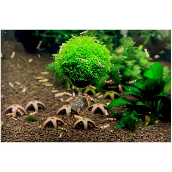 Đĩa cho tép ăn có hít - Cốc trồng cây thủy sinh - - Cốc đựng phân nền - Hồ thủy sinh - bể cá cảnh