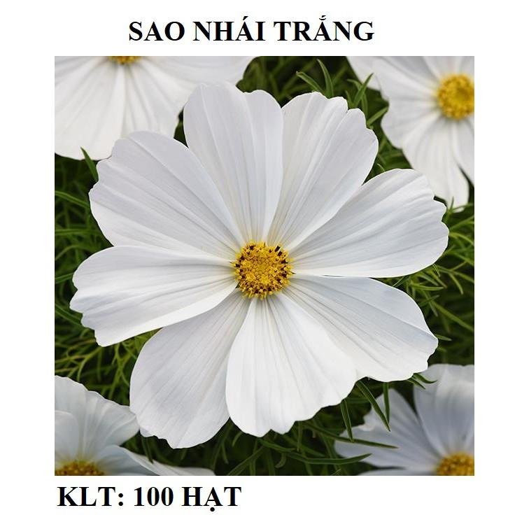 100 Hạt giống hoa sao nhái trắng