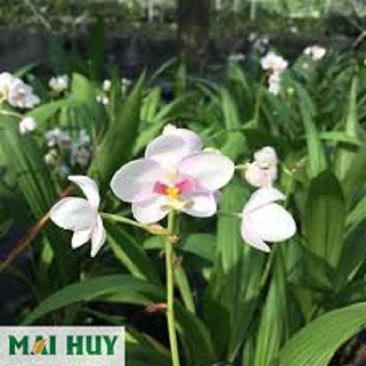 CHẬU GIỐNG HOA ĐỊA LAN CHU ĐỈNH MÀU HỒNG SONG HỶ