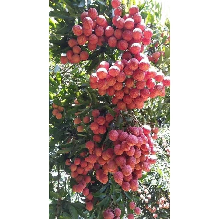 CÂY GIỐNG VẢI KHÔNG HẠT