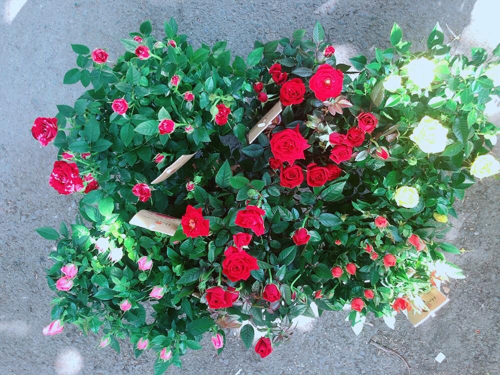 Hoa Hồng Siêu Nụ 120k/chậu (được chọn màu)