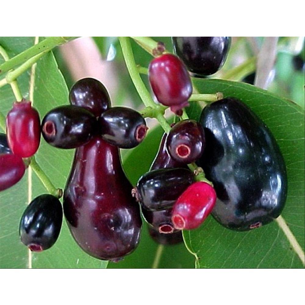 CÂY GIỐNG TRÂM trái Ngọt Thái Lan