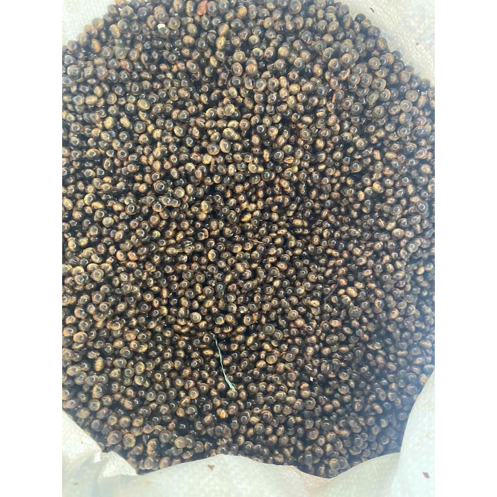 200 gram hạt giống long não, dã hương