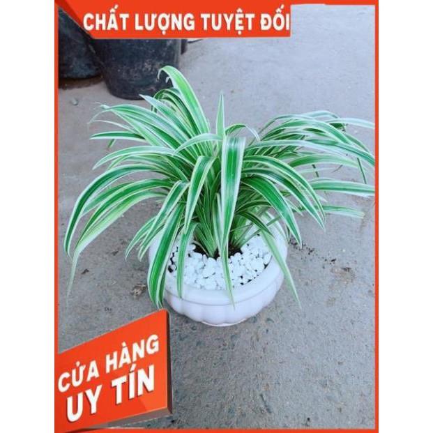 Chậu Lan Chi