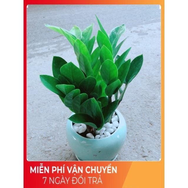 Chậu Kim Tiền Thái