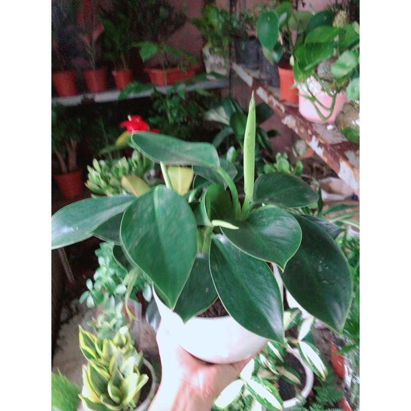 Chậu Cây Trầu Bà Đế Vương