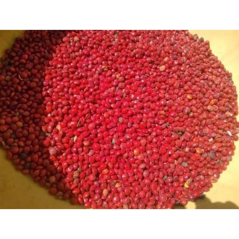 Hạt Giống cẩm đỏ