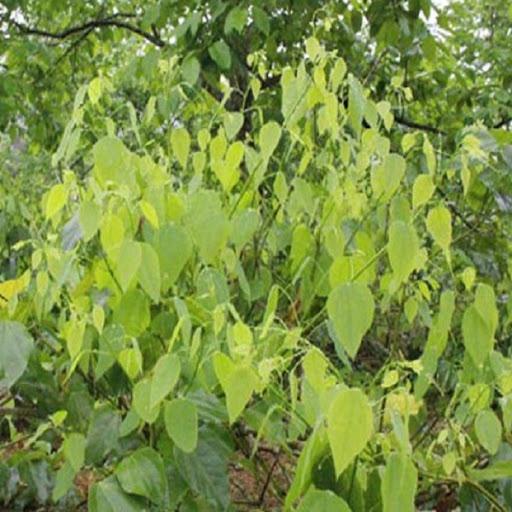 Rau bò khai, rau ngót leo- cây giống