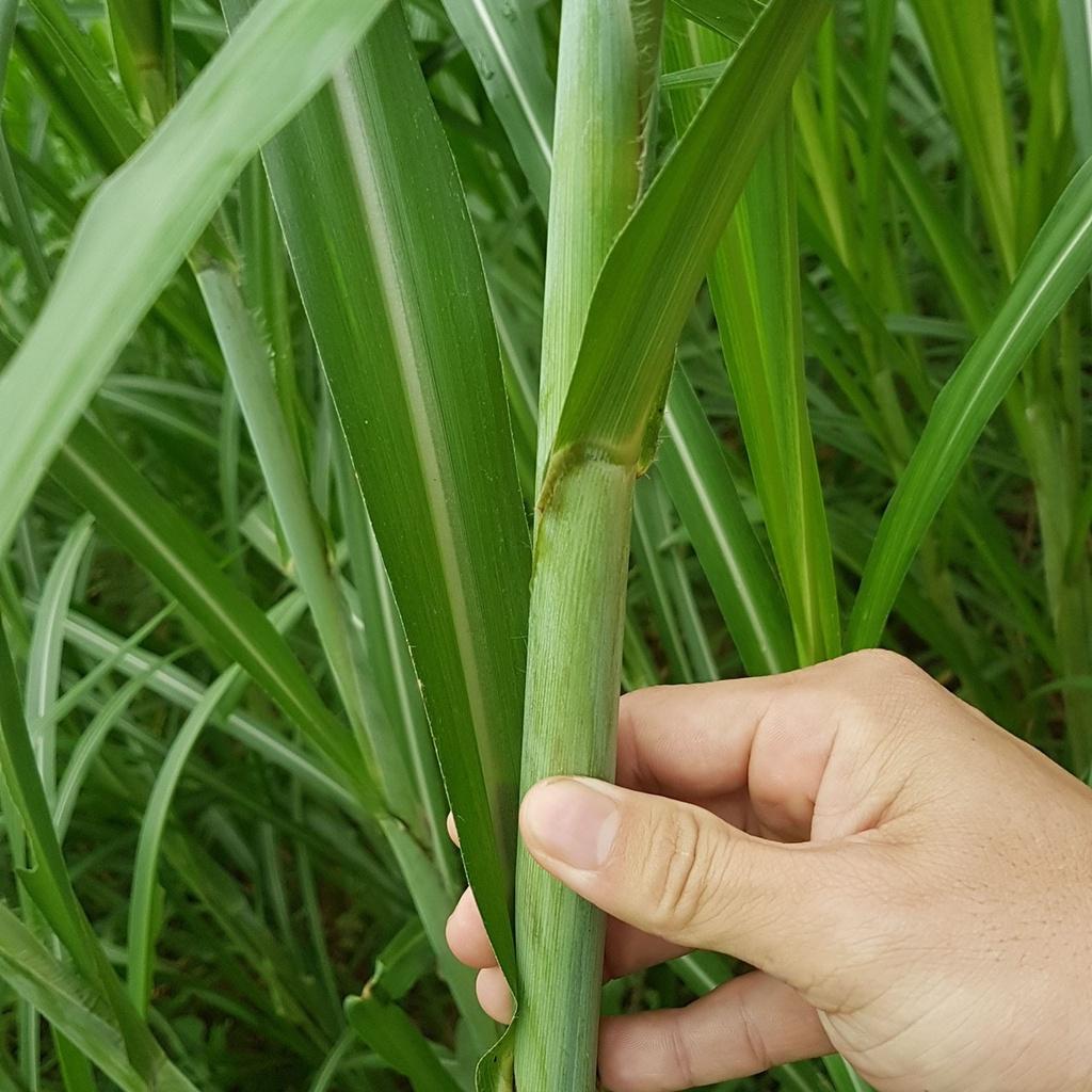 100G HẠT CỎ VOI LAI F1 CHẤT LƯỢNG CAO , CỎ CHĂN NUÔI