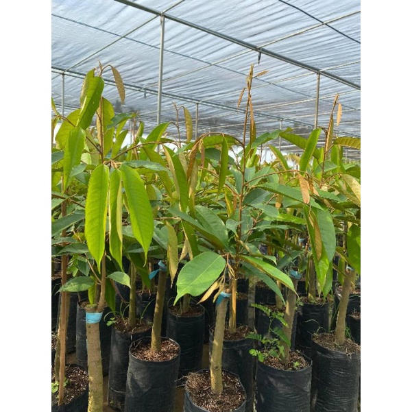 Giống sầu riêng Dona gốc 2 năm