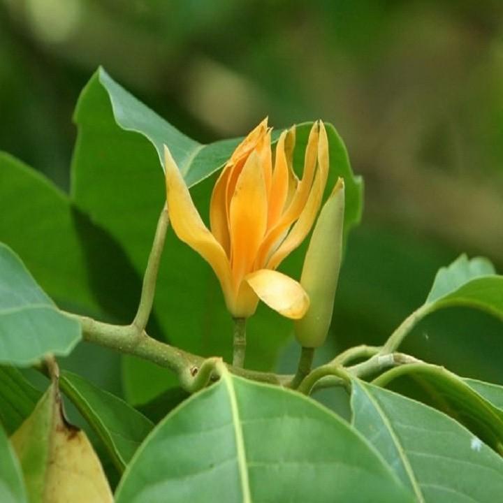 CÂY GIỐNG HOA NGỌC LAN VÀNG