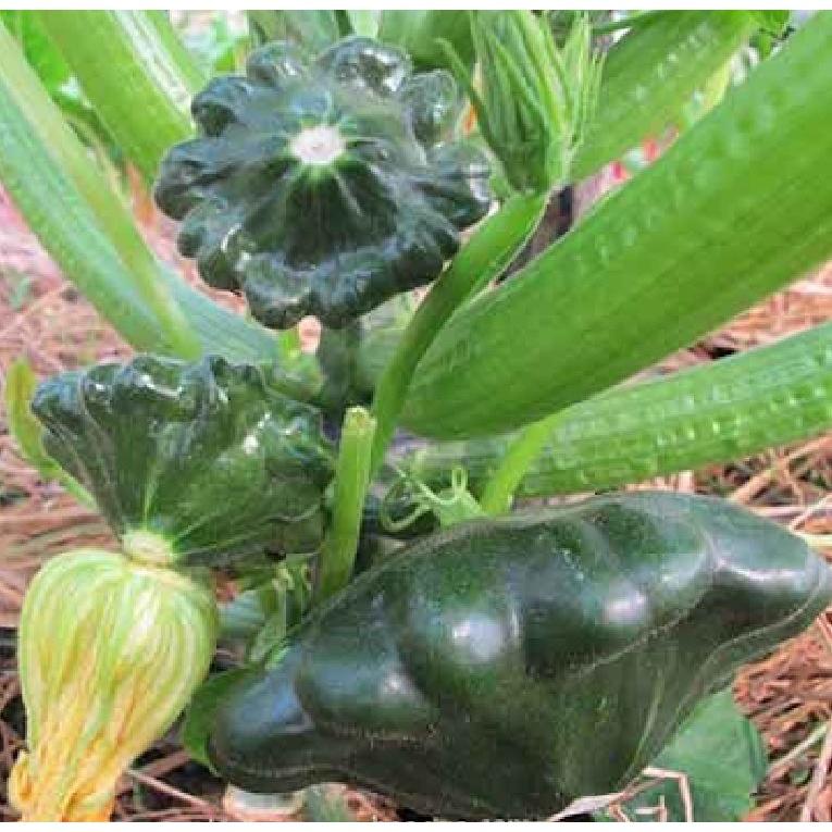 Hạt giống bí đĩa bay mix màu KNS323- Gói 10 hạt