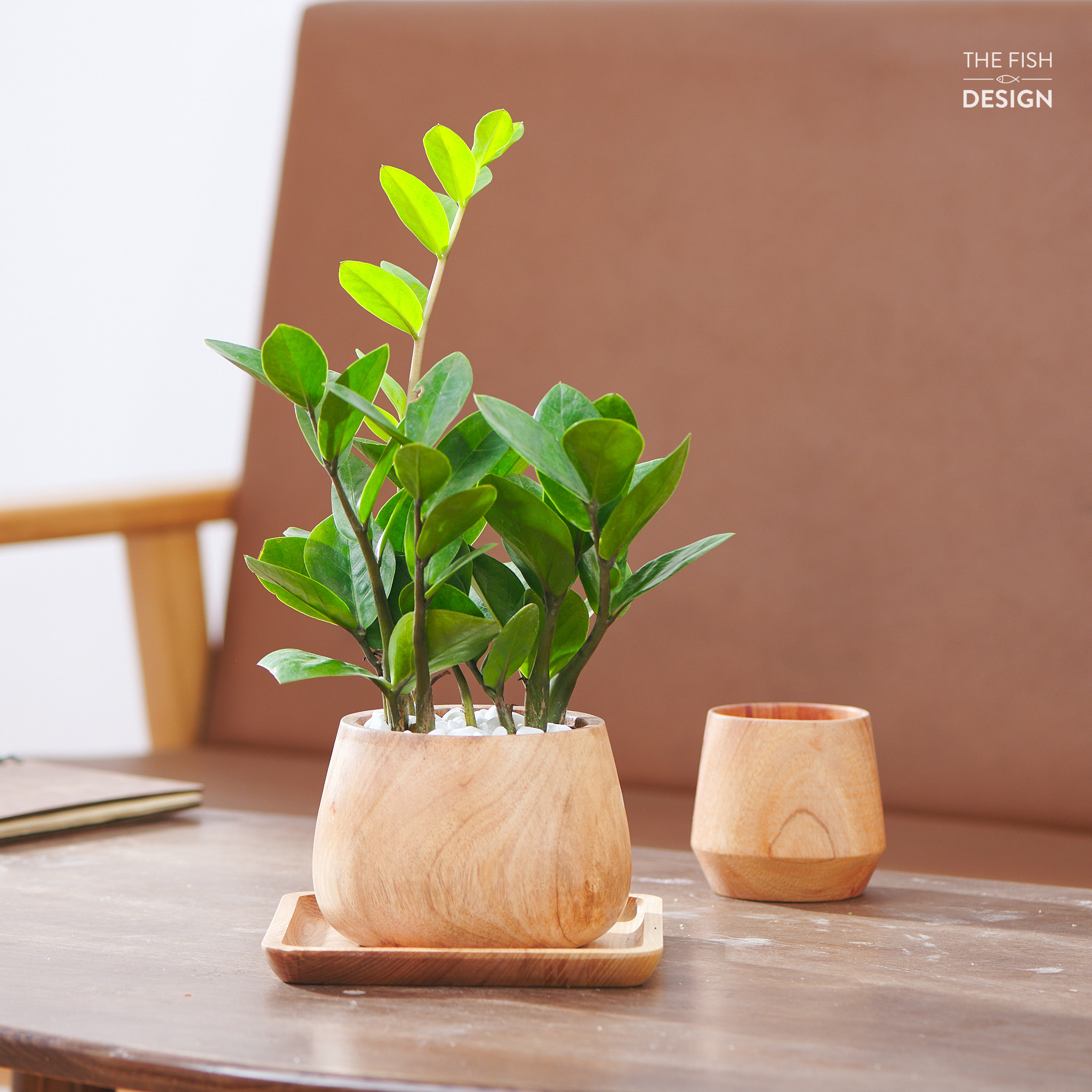 Chậu cây Kim Tiền phong thủy hợp với những người mệnh Mộc, Hỏa, Kim và Thổ, tượng trưng cho sự tiến về phía trước, đem nhiều may mắn và tài lộc | size M | The Fish Design