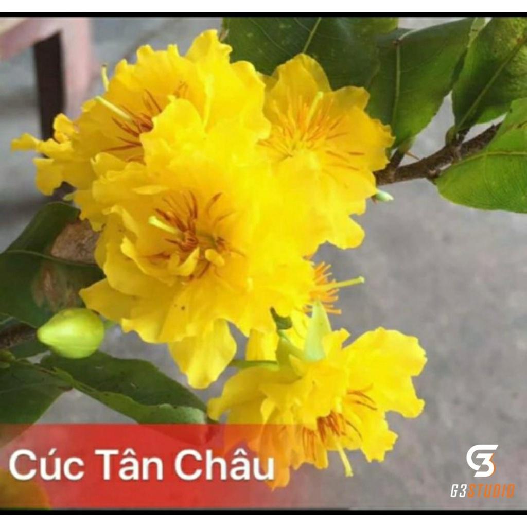 Cây Mai Cúc Tân Châu cây ghép 3 mùa liền cốt chơi Tết 2022