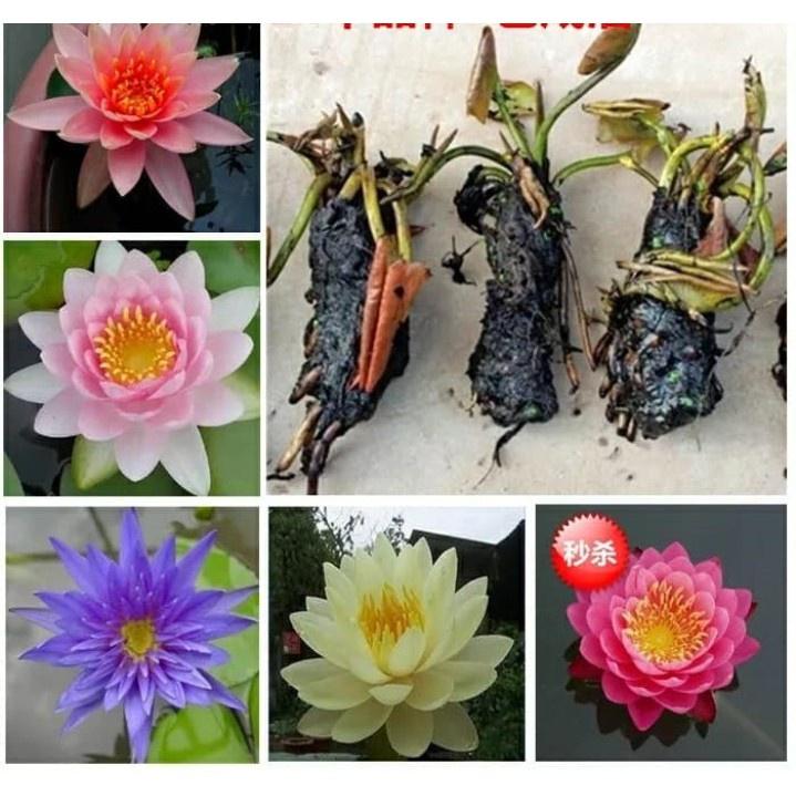 Củ giống hoa súng Thái - củ đẹp, khỏe, có đủ màu