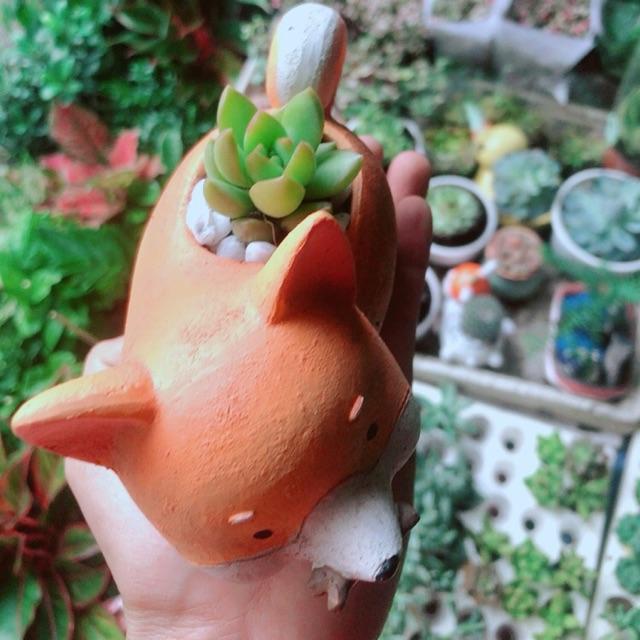 Chậu Cây Cẩm Nhung