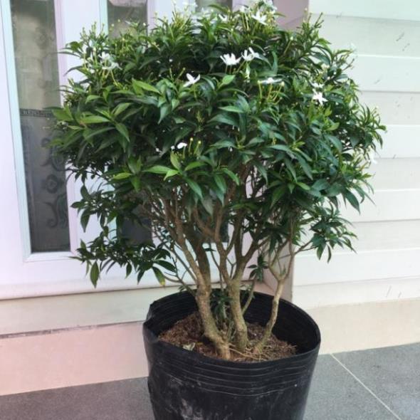 Cây mai vạn phúc