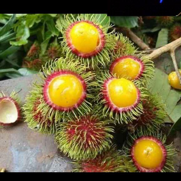 Cây chôm chôm ruột vàng