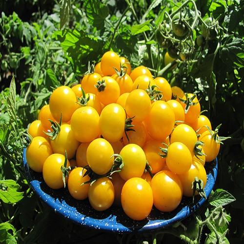 CÂY GIỐNG CÂY CÀ CHUA CHERRY VÀNG SIÊU QUẢ, SIÊU KINH TẾ, SIÊU TỐT CHO SỨC KHỎE - CGCCCRV