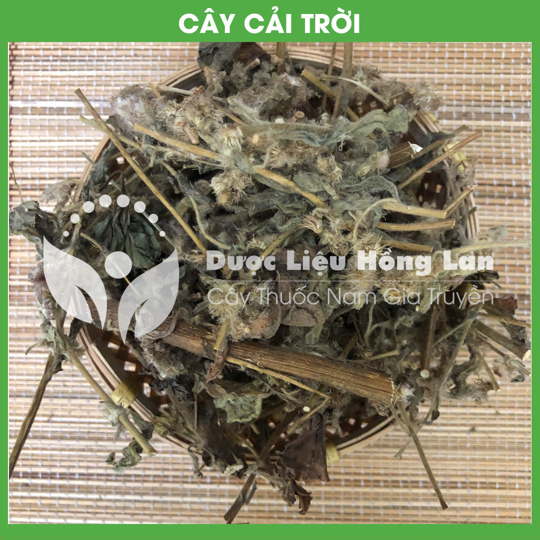 Cây Rau Cải Trời khô 1kg (Hàng Công Ty)