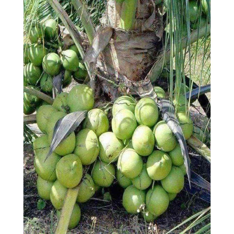 Cây giống dừa sáp hàng chuẩn F1