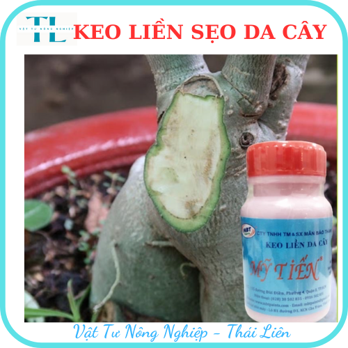 Keo Liền Da Mỹ Tiến 100ml - Keo Liền Sẹo - Phục Hồi Sẹo - Làm Lành Vết Thương - Trị Vết Thương Cây Trồng