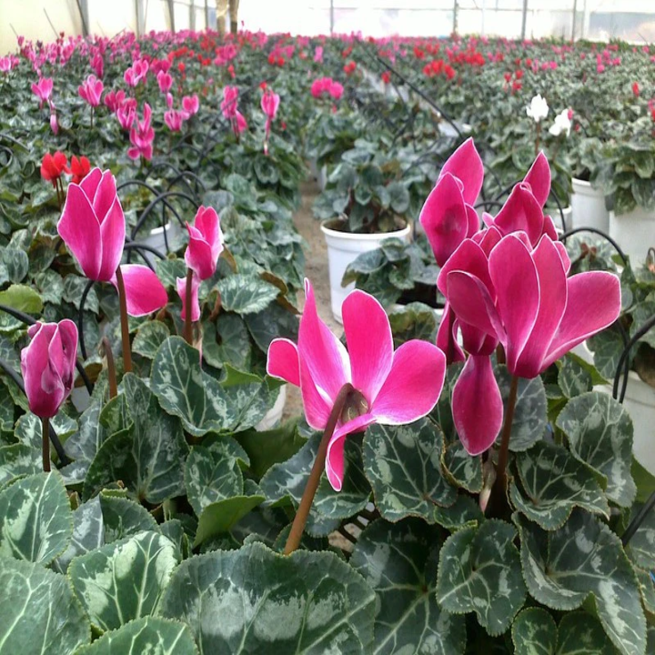 Hạt giống hoa Anh thảo mix gói 5 hạt