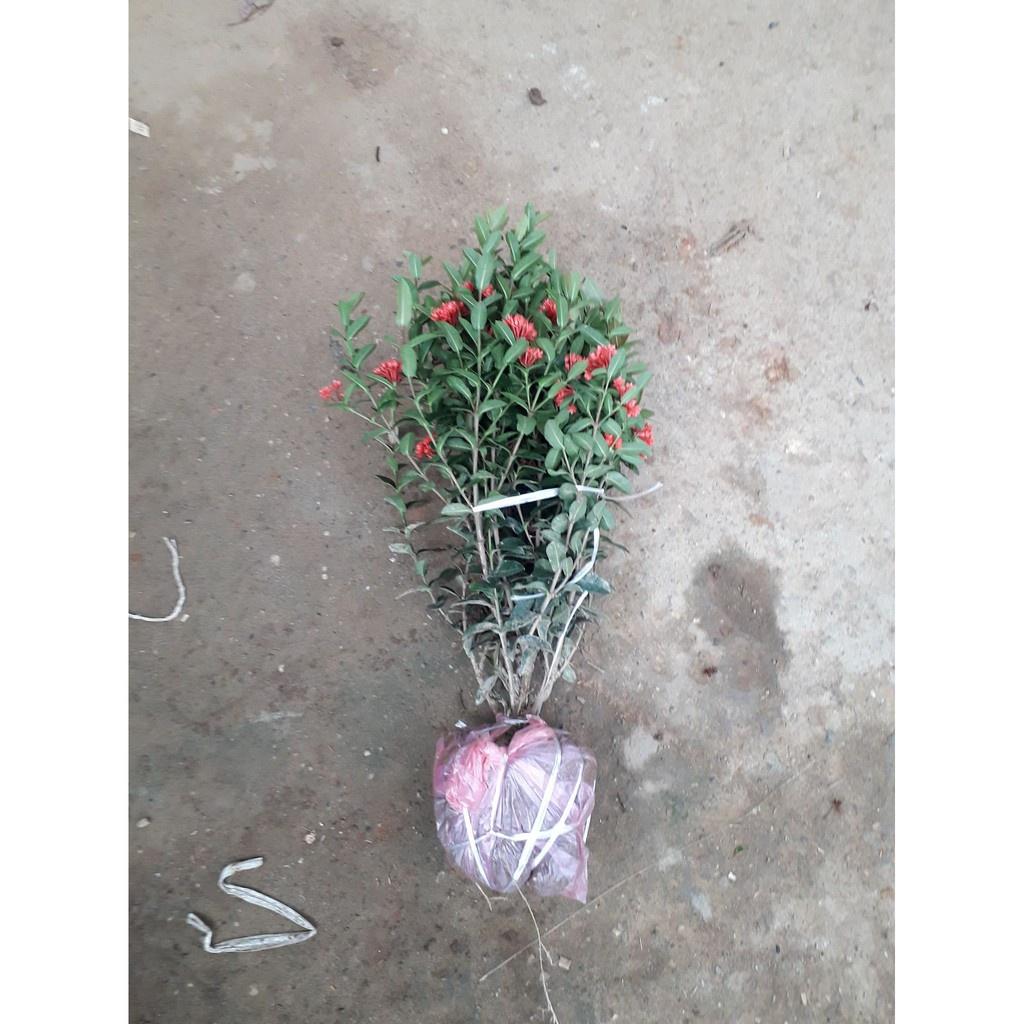 Hoa MẪU ĐƠN ĐỎ BỈ, Hoa to cực đẹp- gửi đi nguyên bầu cây giống nhỏ