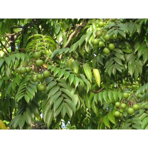 200 gram hạt giống sấu