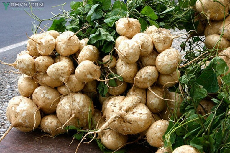 Hạt Giống Củ Đậu Cao Sản - Gói 5Gr
