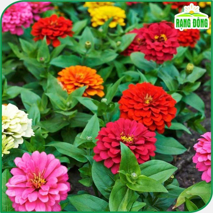 Hạt giống Hoa Cúc Lá Nhám Nhiều Màu Rd 806 (0,1g~20 hạt) trồng thảm hoặc chậu quanh năm - Hạt giống Rạng Đông